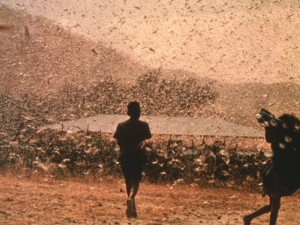 800-Locusts